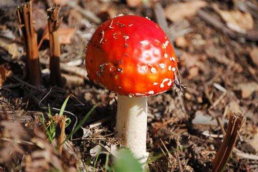 Click for large image