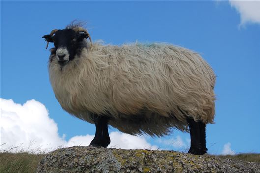 Click for large image