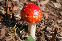 Click for large image